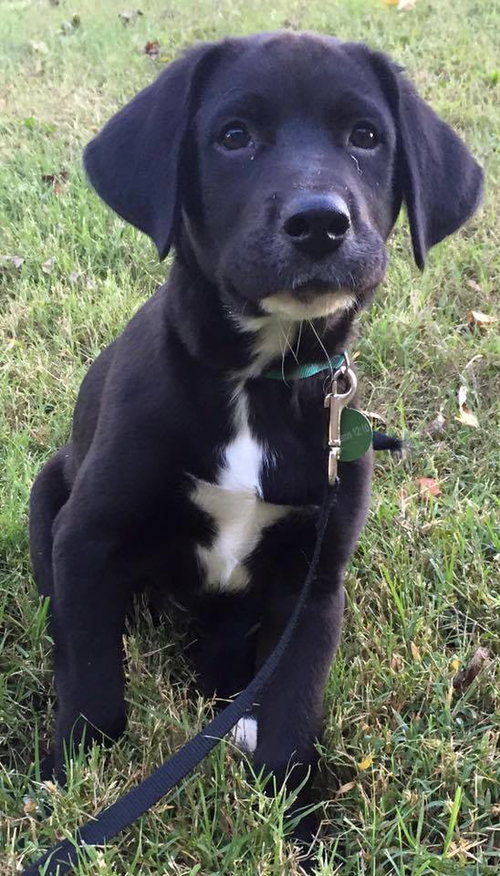 Boone
