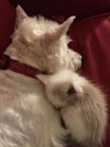 Snowball