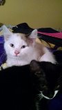 Snowball