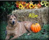 Allie Montgomery