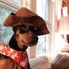 Scooby