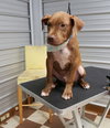 Opie