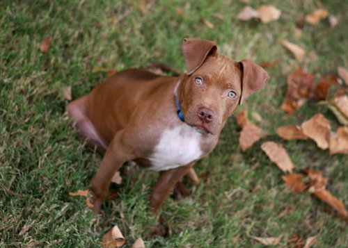 Opie