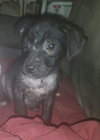 Harper