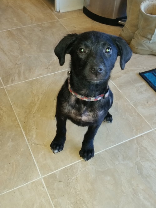 Harper