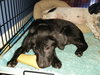 Harper