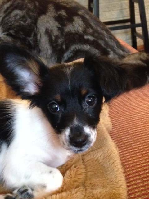 Tilly