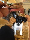 Tilly