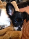 Tilly