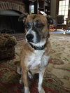 Gus