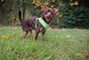 Tucker