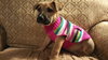 Petunia