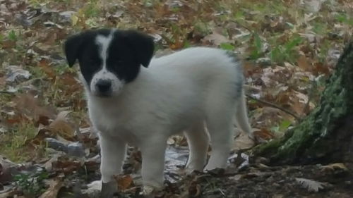 Callie Sue