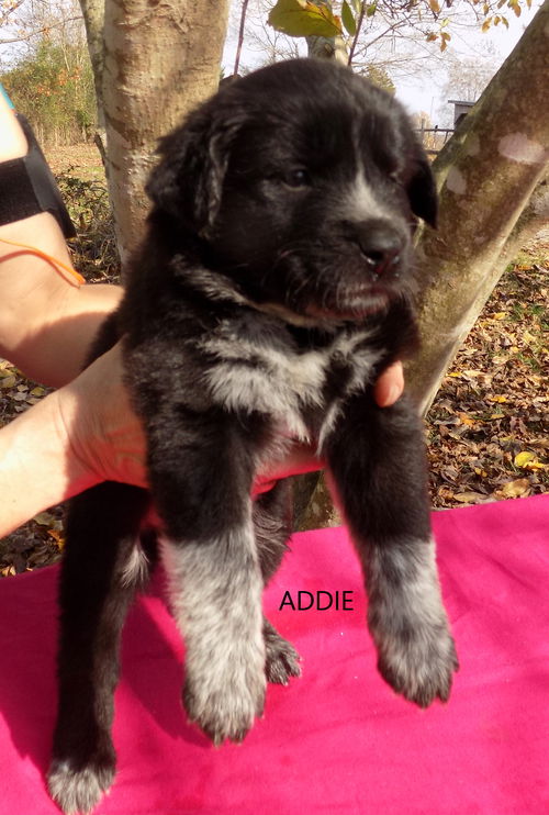 Addie