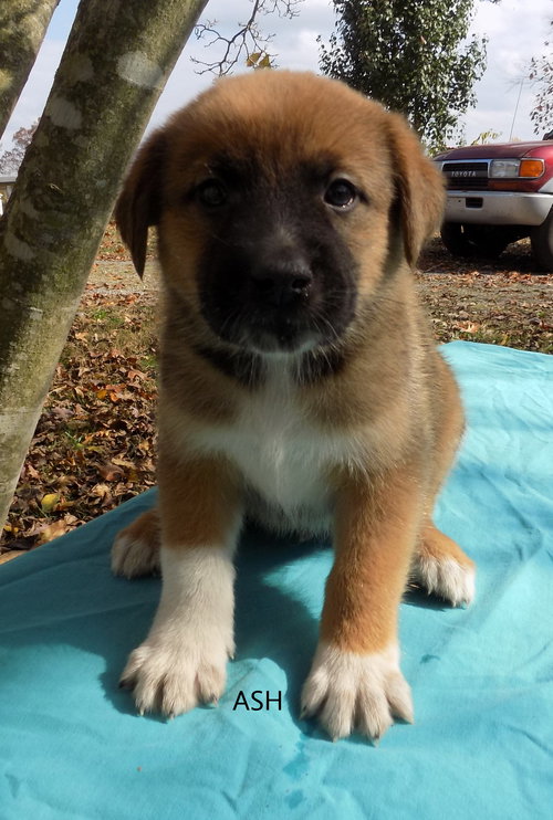 Scout