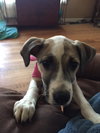 Amy