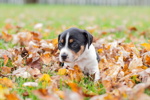 Hazel
