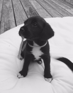 Scout