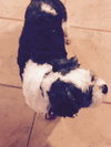 Chico