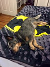 DeeDee