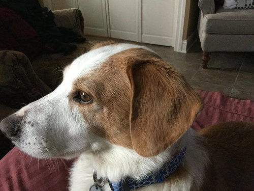 Murphy