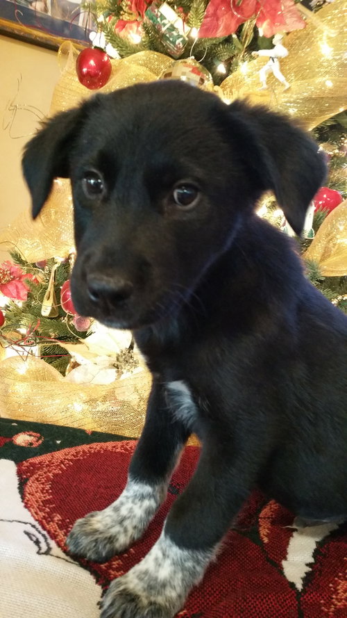 Linus