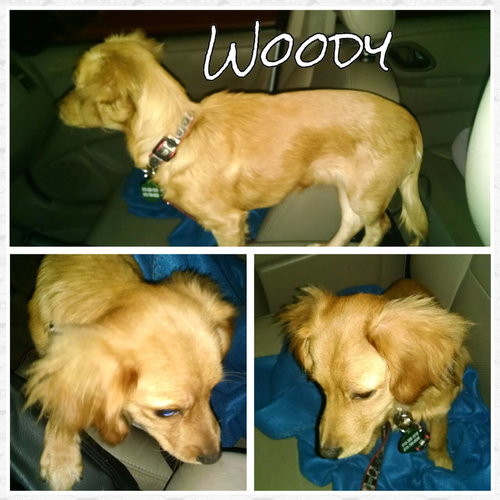 Woody