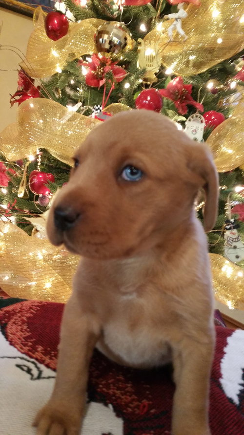 Lulu