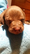 Finley