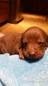 Finley