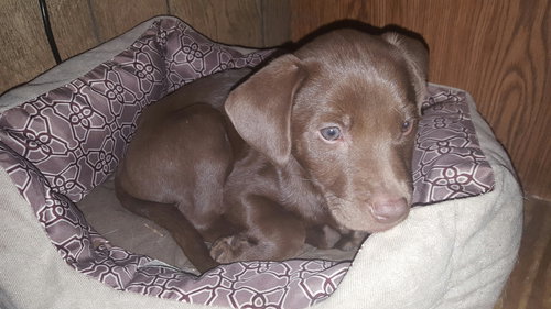 Finley