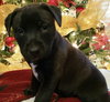 Humphrey