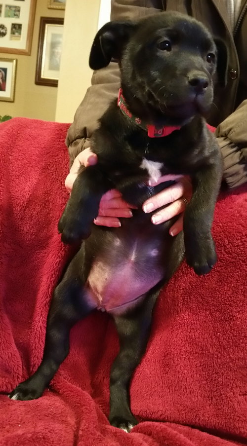 Hazel