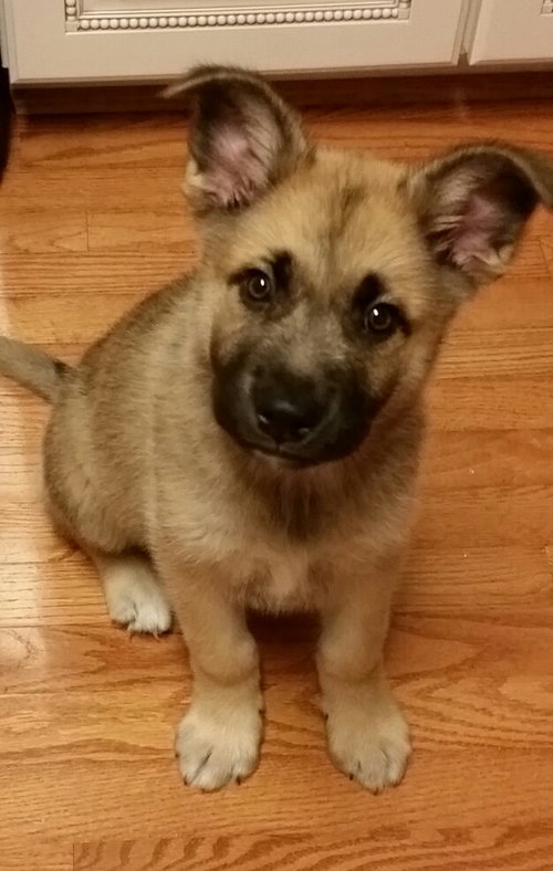 Rocket