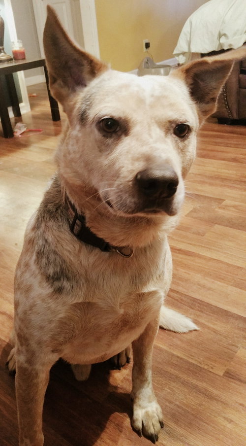 Jethro