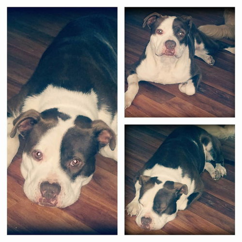 Scamper