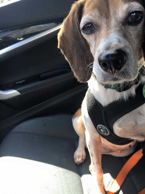 Bella