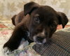 Tipper
