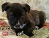 Tipper