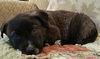 Tipper