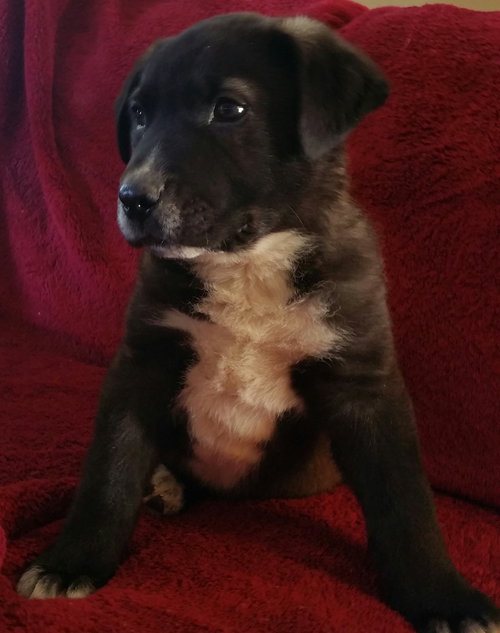 Tipper