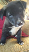 Tipper
