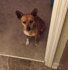 Alvin