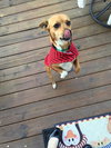 Alvin