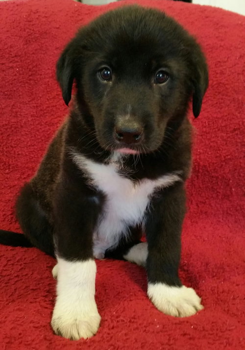 Maverick