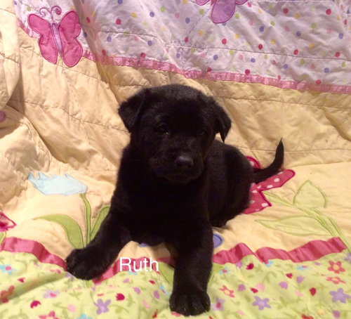 Dolly