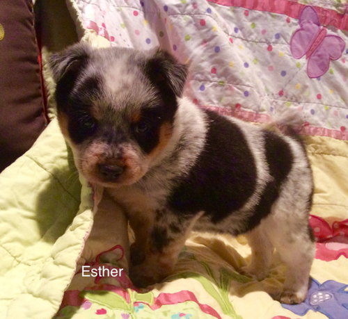 Etta