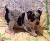 Etta