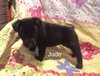 Josie
