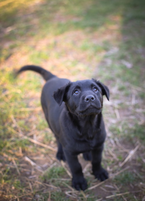 Josie